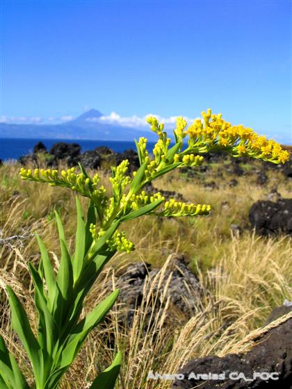 Solidago azorica Hochst. ex Seub.